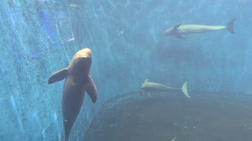 鳥羽水族館