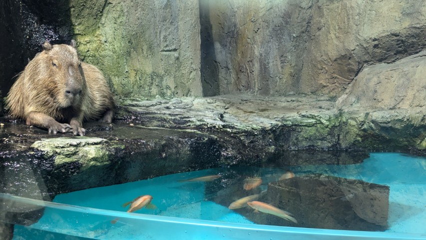 鳥羽水族館